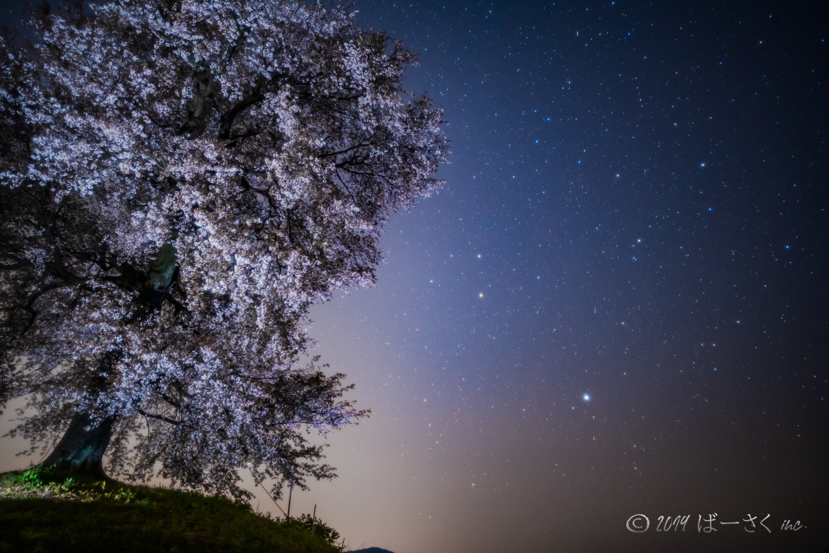 夜桜と星_2