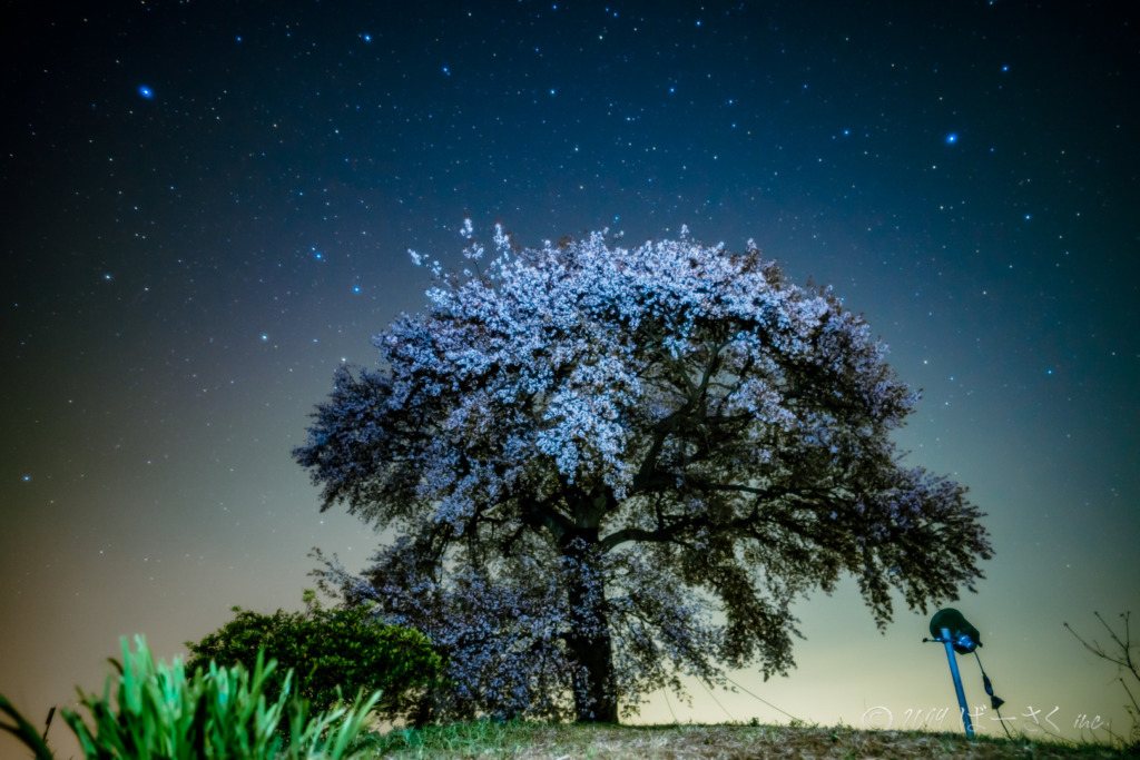 夜桜と星