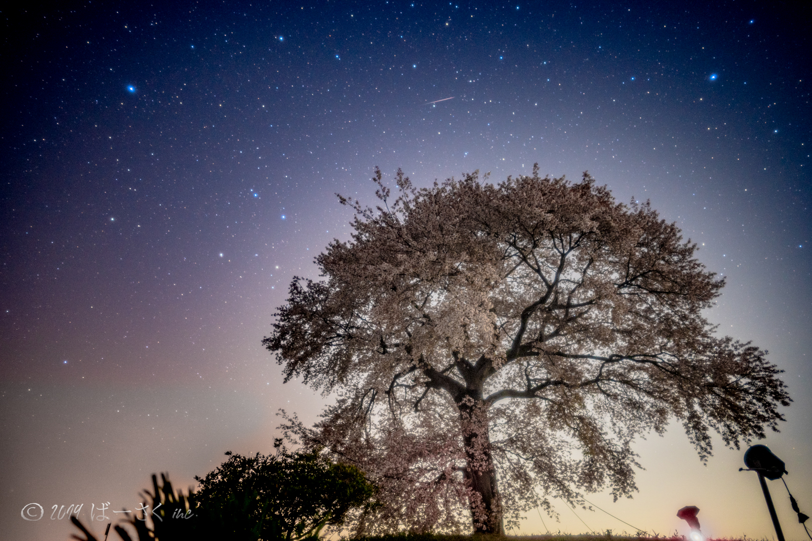 夜桜と流れ星